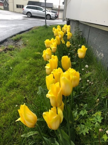 !Noe av blomstene for er plantet i sommer.