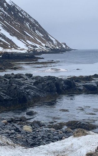 !Hvalen har vrt en snakkis i Nordkapp. 