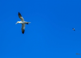 birdsafari03