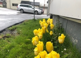 blomst1parkvesen
