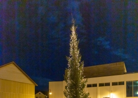 julegran_2020_04