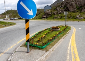 lagunkrysblomster3