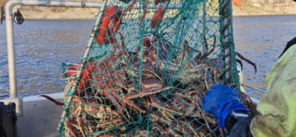 Omsatte 14 tonn kongekrabbe Omsatte 14 tonn kongekrabbe