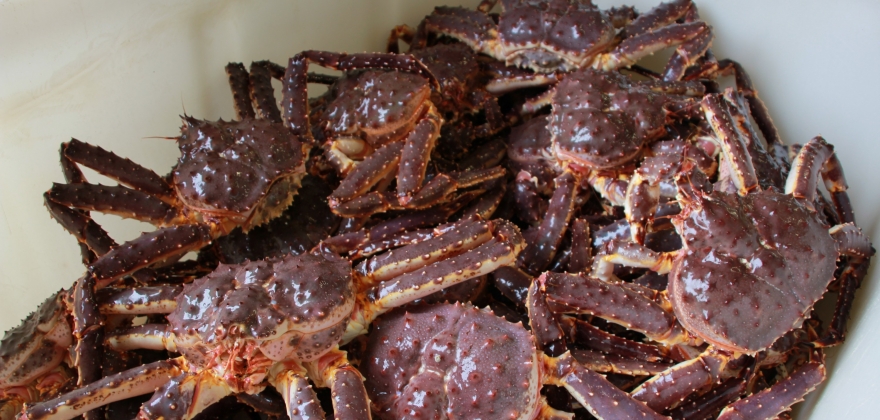 Omsatte 36 tonn kongekrabbe  Omsatte 36 tonn kongekrabbe