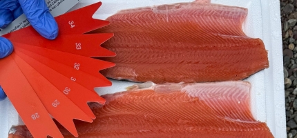 Kan pukkellaks bli ny kystnæring? Kan pukkellaks bli ny kystnæring?