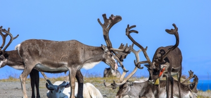 Statens tilbud til reindriftsavtaleforhandlingene Statens tilbud til reindriftsavtaleforhandlingene