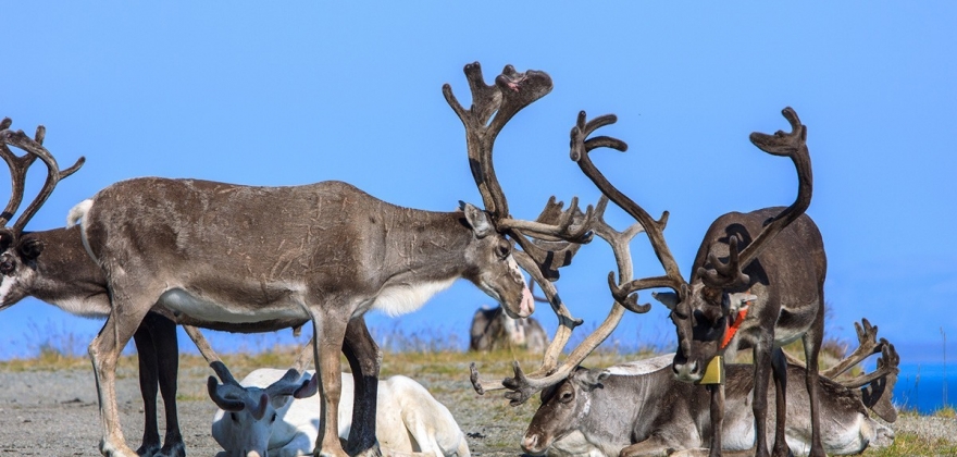 Tror p en lsning mellom Finnmark og Troms 