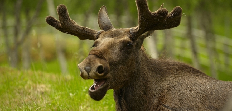 821 felte elg i Finnmark 821 felte elg i Finnmark