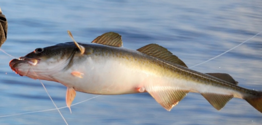Forsøk på ulovlig utførsel av fisk  Forsøk på ulovlig utførsel av fisk