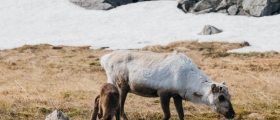 Slik skiller smaken på reinsdyrkjøtt seg fra kyst til vidde Slik skiller smaken på reinsdyrkjøtt seg fra kyst til vidde