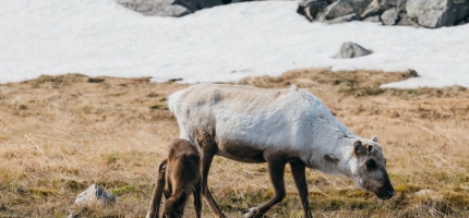 Slik skiller smaken på reinsdyrkjøtt seg fra kyst til vidde Slik skiller smaken på reinsdyrkjøtt seg fra kyst til vidde