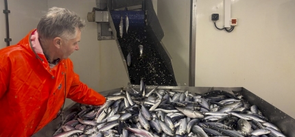 Bare en tredjedel av sild kom til Kvænangen for overvintring sammenlignet med i fjor Bare en tredjedel av sild kom til Kvænangen for overvintring sammenlignet med i fjor