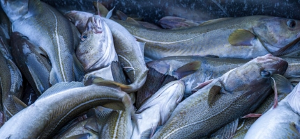 Best fiske i Vest-Finnmark Best fiske i Vest-Finnmark