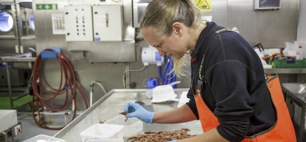 Fangstene bør ikke overstige 83 000 tonn reker Fangstene bør ikke overstige 83 000 tonn reker