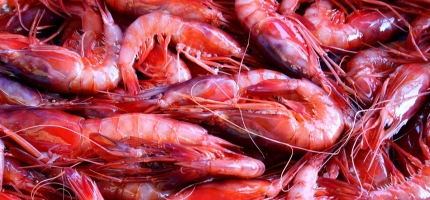 Mange er ferdige med torskekvotene Mange er ferdige med torskekvotene