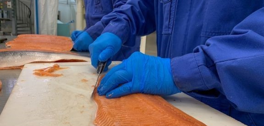 Hurtigruten skal servere Stillehavslaks Hurtigruten skal servere Stillehavslaks