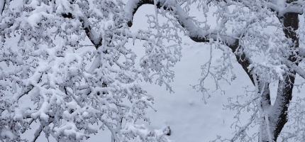 Jørgensen viser fire fotografier under Little Treasures Jørgensen viser fire fotografier under Little Treasures