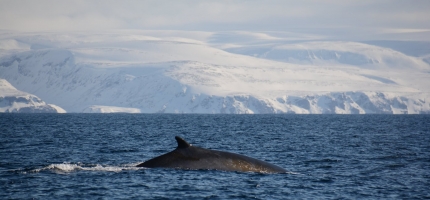 God start for hvalfangsten God start for hvalfangsten