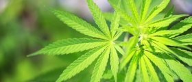 Dyrket cannabisplanter, fengsel i ti måneder Dyrket cannabisplanter, fengsel i ti måneder