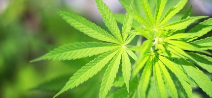 Dyrket cannabisplanter, fengsel i ti måneder Dyrket cannabisplanter, fengsel i ti måneder