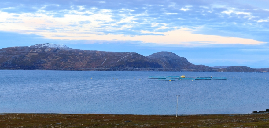 Nedgang i pris og kvantum for eksport av fersk laks