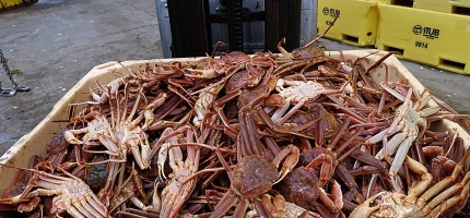 Cape Fish vil ha strengere krav for snøkrabbe til landindustrien Cape Fish vil ha strengere krav for snøkrabbe til landindustrien