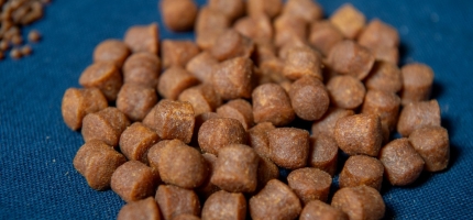 Lite kunnskap om hva laksen spiser Lite kunnskap om hva laksen spiser