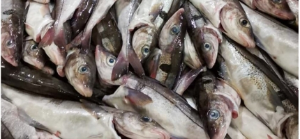 Økt fangst av hyse Økt fangst av hyse