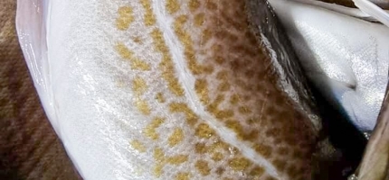 Fiskeriaktiviteten er i ferd med å ta seg opp Fiskeriaktiviteten er i ferd med å ta seg opp