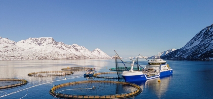 Nedgang i pris og kvantum for eksport av fersk laks Nedgang i pris og kvantum for eksport av fersk laks