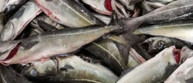 Høstens nye minstepriser for fisk 