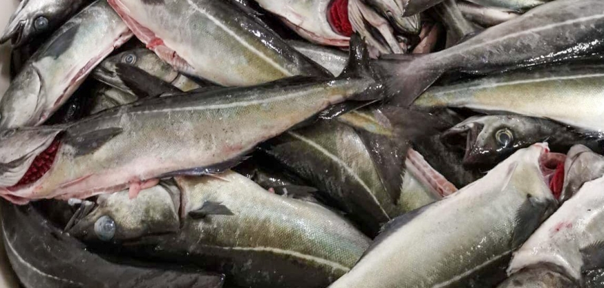 Høstens nye minstepriser for fisk 