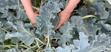 Smaken av et sted Smaken av et sted