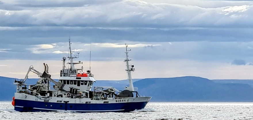 Skreien ndde fram til innersia av Lofoten