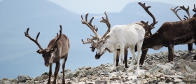 Rein i Storbukt Rein i Storbukt