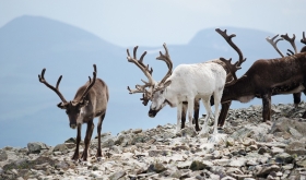Rein i Storbukt Rein i Storbukt