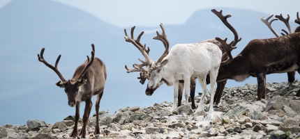Rein i Storbukt Rein i Storbukt