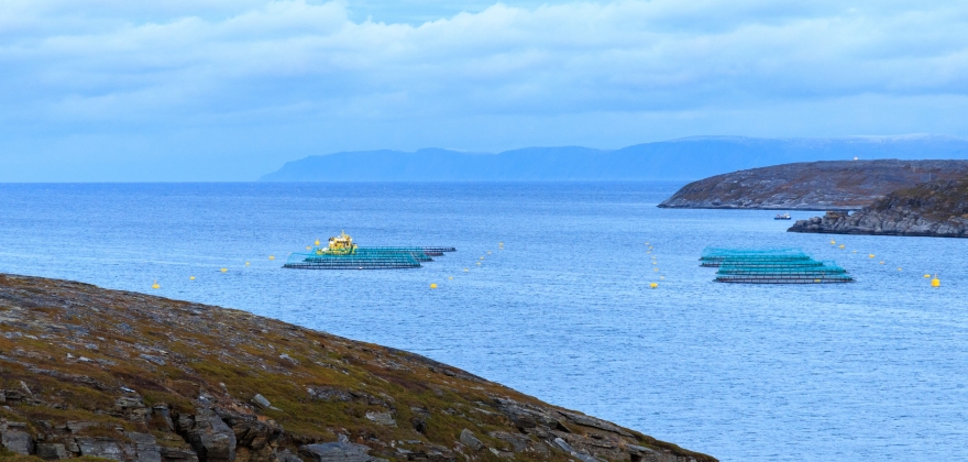 Mer fersk laks ut av Norge