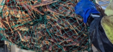 Midlertidig tillatelse til dumping av krabbeavfall Midlertidig tillatelse til dumping av krabbeavfall