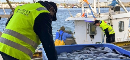 Årets blåkveitesesong var uvanlig kort Årets blåkveitesesong var uvanlig kort