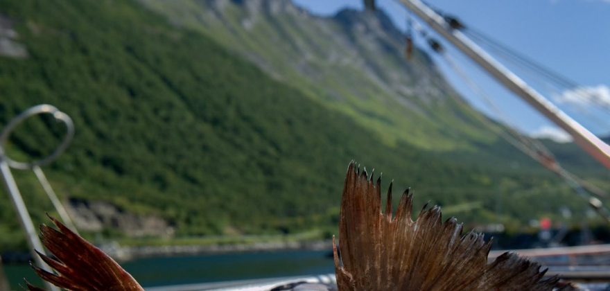 Annerledes sesong for kystflåtens blåkveitefiske Annerledes sesong for kystflåtens blåkveitefiske