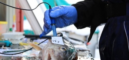 Torsk i garn: Jo kortere tid, jo bedre kvalitet Torsk i garn: Jo kortere tid, jo bedre kvalitet