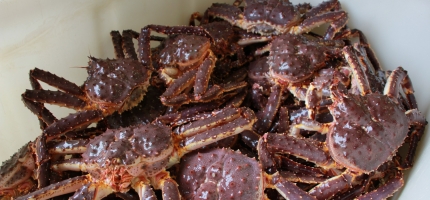 Omsatte 22 tonn kongekrabbe  Omsatte 22 tonn kongekrabbe