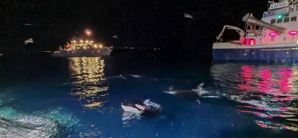 Ber fiskerne ta i bruk skremmelyd mot hval Ber fiskerne ta i bruk skremmelyd mot hval