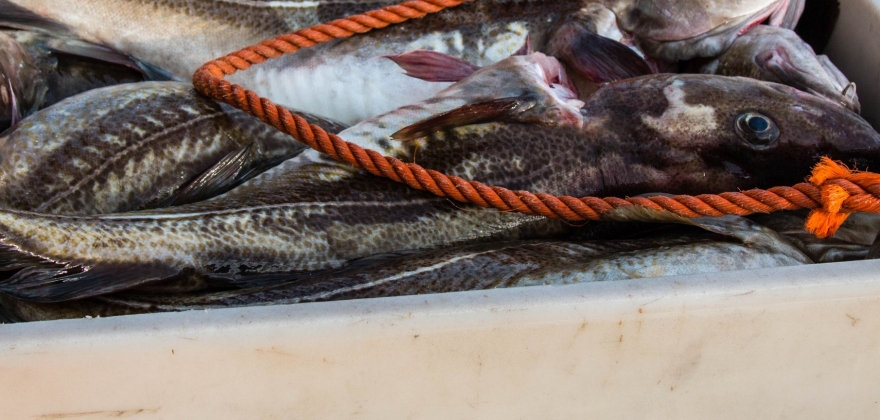 Arbeidsulykke i fiskeindustrien