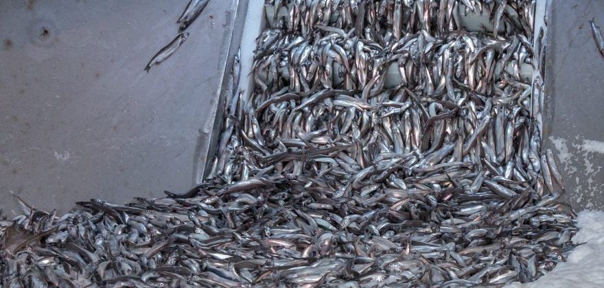 Norsk-russiske fiskeriforhandlinger startet 