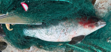Nær 3000 teiner og garn fjernet Nær 3000 teiner og garn fjernet