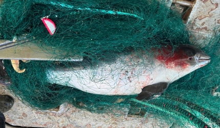 Nær 3000 teiner og garn fjernet Nær 3000 teiner og garn fjernet