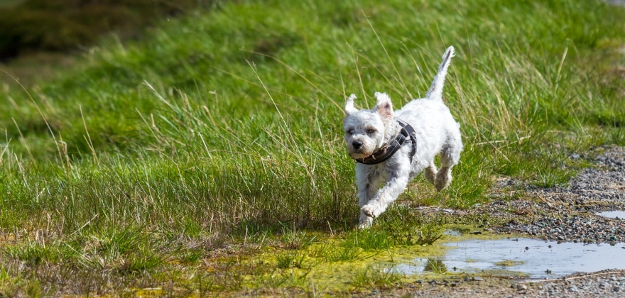 Hundeklubben ber kommunen se på veterinærtjenester-avtalen Hundeklubben ber kommunen se på veterinærtjenester-avtalen