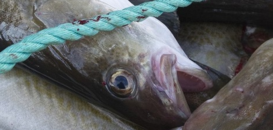 Hvordan kan fiskehoder bli mat? Hvordan kan fiskehoder bli mat?